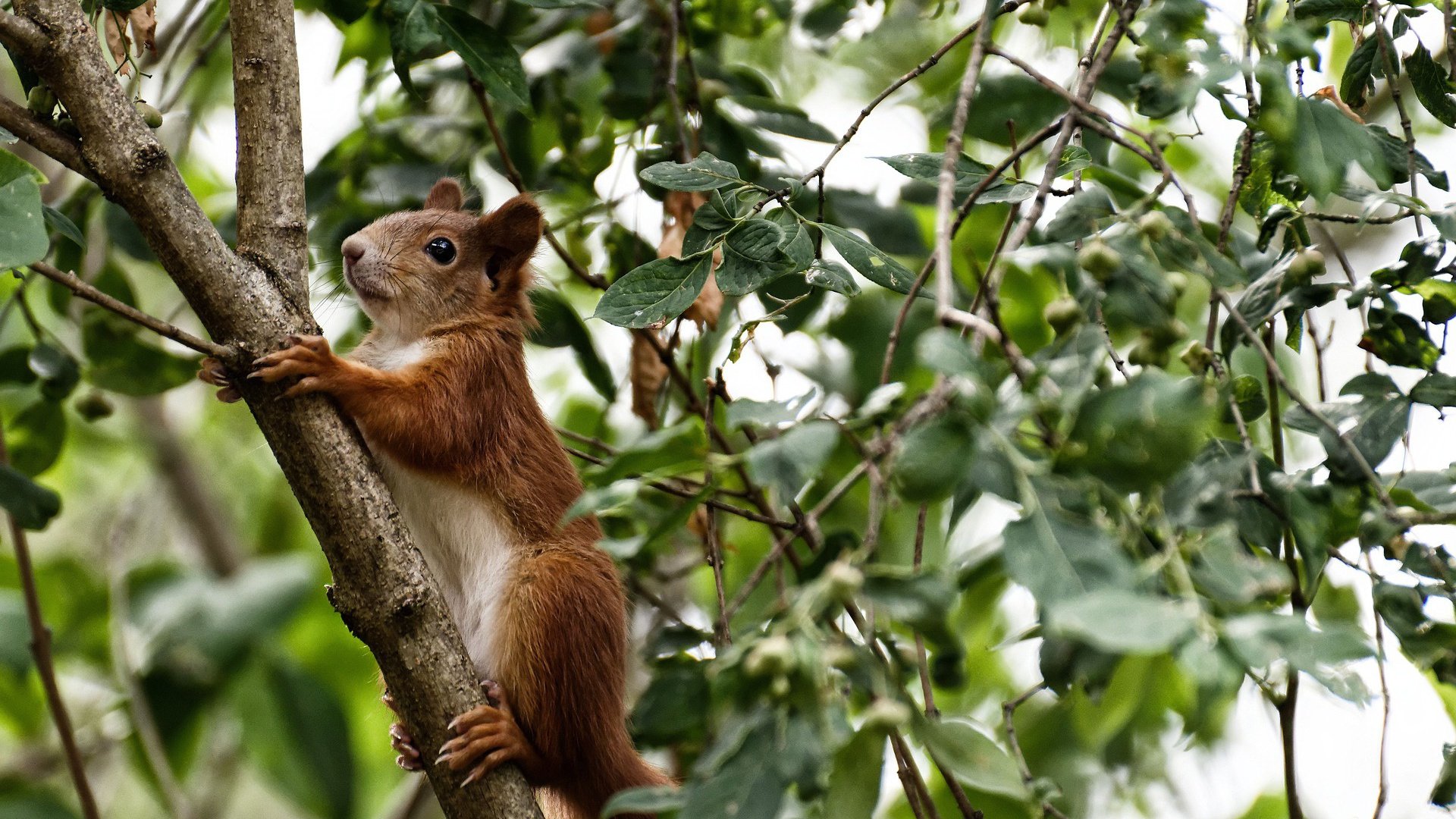 1.隐形斗篷与北欧铁壁，坎特在瑞比焦点战中重定义核心